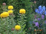 gul Blomst Gul Hardhead, Bighead Knapweed, Kæmpe Knapweed, Armensk Basketflower, Citron Fnug Knapweed (Centaurea macrocephala (Grossgeimia)) foto