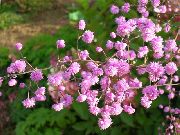 рожевий Квітка Василістник (Thalictrum) фото