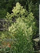 garden flowers yellow Meadow rue  Thalictrum  photos, description, cultivation and planting, care and watering