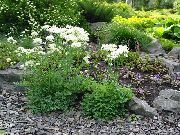 Thalictrum Petaloideum balts Zieds