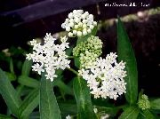 beyaz çiçek Bataklık Milkweed, Maypops, Gül Milkweed, Kırmızı Milkweed (Asclepias incarnata) fotoğraf