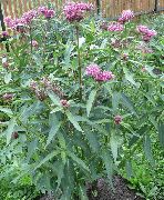 sārts Zieds Purvs Milkweed, Maypops, Rožu Milkweed, Sarkans Milkweed (Asclepias incarnata) foto