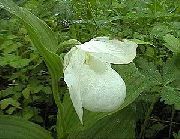 beyaz çiçek Bayan Terlik Orkide (Cypripedium ventricosum) fotoğraf