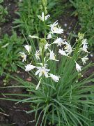 beyaz çiçek St Bernard'ın Zambak (Anthericum liliago) fotoğraf