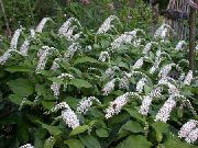garden flowers white Gooseneck Loosestrife  Lysimachia clethroides photos, description, cultivation and planting, care and watering