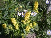 keltainen Kukka Keltainen Loosestrife (Lysimachia punctata) kuva