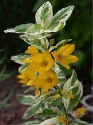 gelb Blume Yellow Loosestrife (Lysimachia punctata) foto