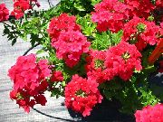 червоний Квітка Вербена Гібридна (Verbena) фото