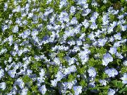 ljusblå Blomma Brooklime (Veronica) foto