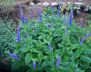albastru Floare Longleaf Ventrilica (Veronica longifolia) fotografie