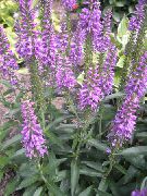 garden flowers lilac Longleaf Speedwell Veronica longifolia photos, description, cultivation and planting, care and watering