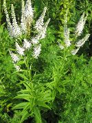 garden flowers white Culver's Root, Bowman's Root, Black Root Veronicastrum virginicum photos, description, cultivation and planting, care and watering