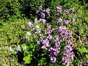 garden flowers lilac Sweet rocket, Dame's Rocket Hesperis  photos, description, cultivation and planting, care and watering