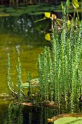 grön Blomma Stoets Svans (Hippuris vulgaris) foto