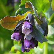 Honeywort, Blau Garnelen Pflanze, Blau Wachsblume lila 