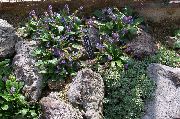 vijolična Cvet Wulfenia  fotografija