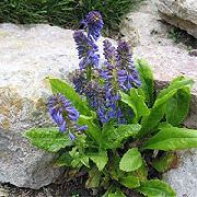 Wulfenia azul Flor