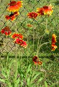 червоний Квітка Гайлардія (Gaillardia) фото