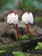 Αλάσκα Bellheather λευκό λουλούδι