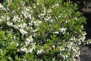λευκό λουλούδι Gaultheria, Checkerberry  φωτογραφία