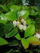 Gaultheria, Checkerberry branco Flor