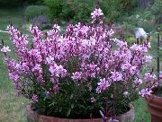 ვარდისფერი ყვავილების Gaura  ფოტო