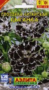 Dianthus, Porslin Rosa vit Blomma