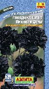 noir Fleur Œillet (Dianthus caryophyllus) photo