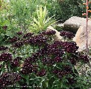 svartur Blóm Sætur William (Dianthus barbatus) mynd