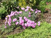 Dianthus Perrenial rosa Blomma