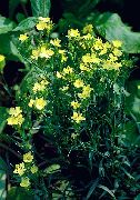 жълт Цвете Dianthus Perrenial (Dianthus x allwoodii, Dianthus  hybrida, Dianthus  knappii) снимка