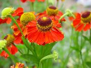 garden flowers red Sneezeweed, Helen's Flower, Dogtooth Daisy  Helenium autumnale  photos, description, cultivation and planting, care and watering