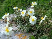 valkoinen Kukka Rock Rose (Helianthemum) kuva
