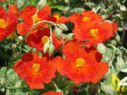 vermelho Flor Esteva (Helianthemum) foto