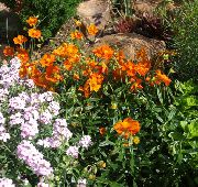 πορτοκάλι λουλούδι Ροκ Αυξήθηκε (Helianthemum) φωτογραφία