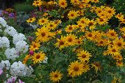 garden flowers yellow False Sunflower, Ox-eye, Sunflower Heliopsis Heliopsis helianthoides photos, description, cultivation and planting, care and watering