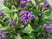 Heliotrop, Češnjev Zavitek Rastlin vijolična Cvet
