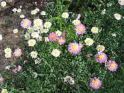 hvit Blomst Papir Daisy, Sunray (Helipterum) bilde