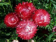 punainen Kukka Paperi Päivänkakkara, Sunray (Helipterum) kuva
