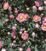 roze Cvijet Rad Tratinčica, Sunray (Helipterum) foto