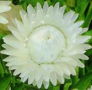 bijela Cvijet Strawflowers, Papir Tratinčica (Helichrysum bracteatum) foto