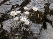 Helichrysum Perrenial თეთრი ყვავილების