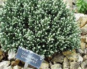 garden flowers white Helichrysum perrenial Helichrysum  photos, description, cultivation and planting, care and watering