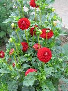 Dahlia წითელი ყვავილების