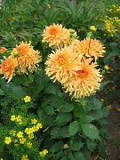 orange Blomst Dahlia  bilde