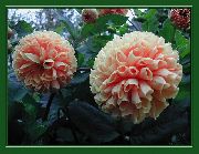 różowy Kwiat Dalia (Dahlia) zdjęcie