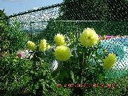žuti Cvijet Dalija (Dahlia) foto