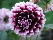 შინდისფერი ყვავილების Dahlia  ფოტო