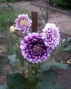 purpurs Zieds Dālija (Dahlia) foto