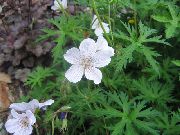 Hardfør Geranium, Vill Geranium hvit Blomst